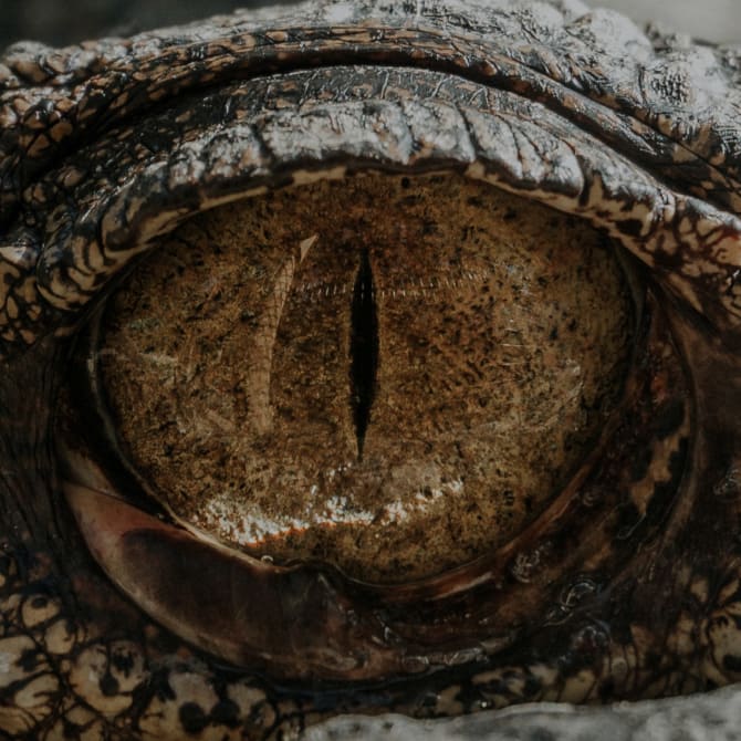 As dragon eyes go, this is a pretty great image for a $10k fantasy challenge, even if I'm halfway certain it's a snake.